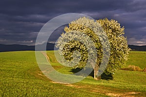 Pear tree and meadows