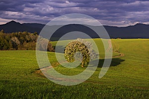 Pear tree and meadows