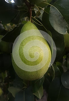 Pear