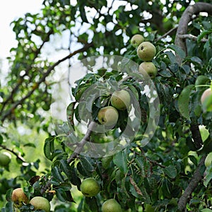 Pear tree with pears with pear scab (Venturia pyrina) disease hanging on its branches