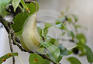 Pear tree with ripe pear close up