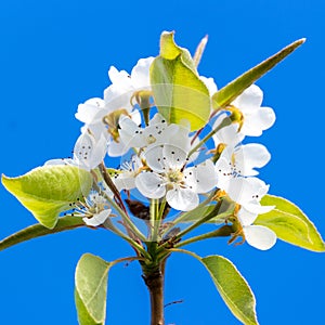 Pear tree`s flower photo