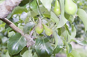 Pear tree and some of it`s fruit