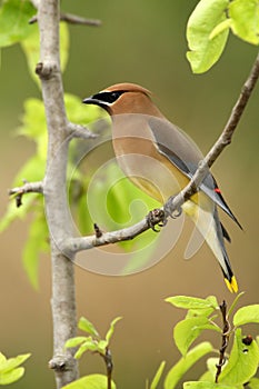 Pear Tree Waxwing