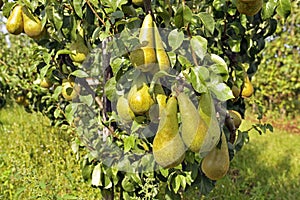 Pear tree with yellow pears