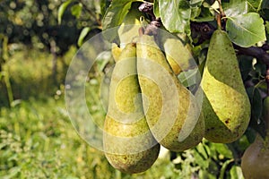 Pear tree with yellow pears