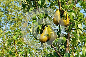 Pear tree with yellow pears