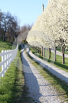 Pear Trees along driveway