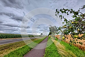 Pear trees along road and bikepath through agricultural landscape in Germany photo