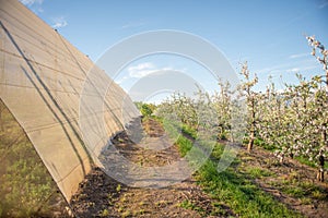 Pear Trees in Blossom next to Green House