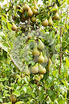 Pear trees laden with fruit in an orchard