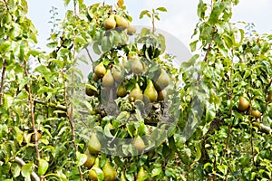 Pear trees laden with fruit in an orchard