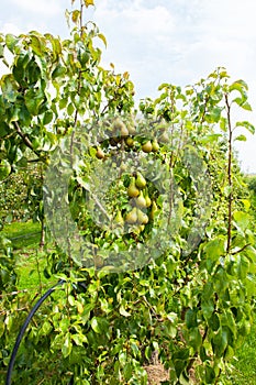 Pear trees laden with fruit in an orchard