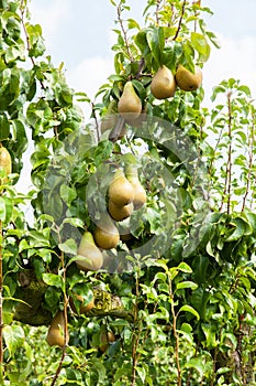 Pear trees laden with fruit in an orchard