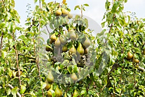 Pear trees laden with fruit in an orchard photo