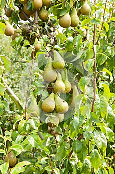 Pear trees laden with fruit in an orchard in the sun