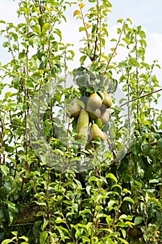 Pear trees laden with fruit in an orchard in the sun