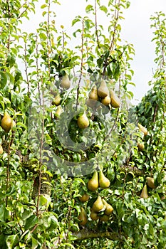 Pear trees laden with fruit in an orchard in the sun
