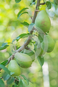 Pear trees laden with fruit in an orchard in the sun