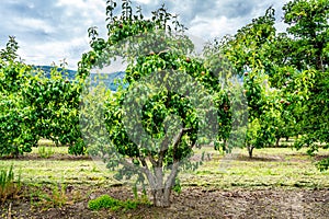 Pear Trees in an Orchard