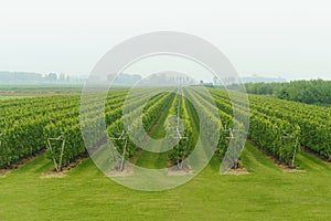Pear trees in the spring garden
