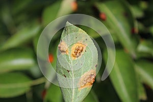 Pear trellis rust on a pear leaf