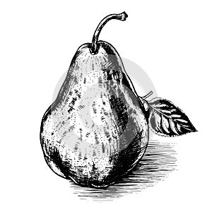 pear vector drawing. Isolated hand drawn, engraved style illustration