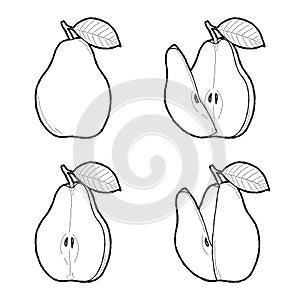 Pear Vector Illustration Hand Drawn Fruit Cartoon Art