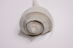 A pear whelk seashell against a white background