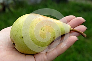 Pear on woman hand