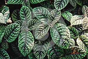 Pearcea rugosissima. Close up Episcia cupreata leaves in garden