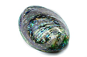 Pearl Abalone Haliotis seashell