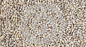 Pearl Barley