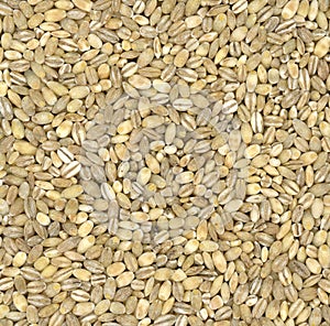 Pearl Barley background