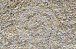 Pearl barley background. Top view. Food background. White pearled barley grains