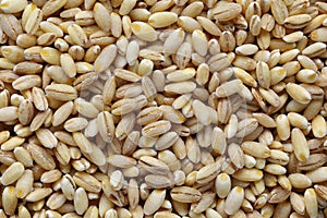 Pearl barley closeup, heap of pearl barley grains, vegetarian food