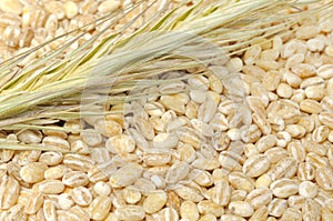 Pearl Barley with Ear