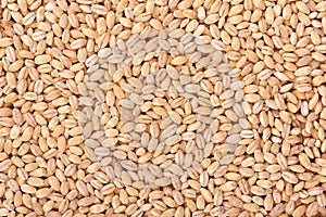 Pearl barley grains background. Barley seed close up.
