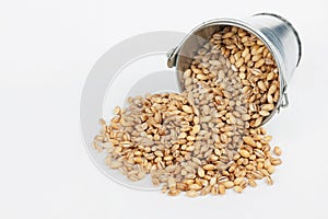 Pearl barley grains spilling out of bucket