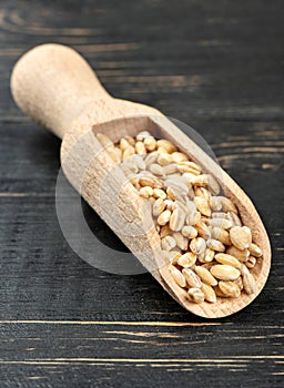 Pearl barley in scoop