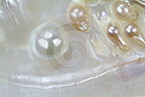 Pearl beads in oyster shell. Macro shot