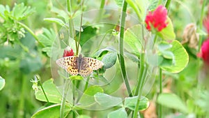 Pearl bordered fritillary, Boloria euphrosyne butterfly resting on crimson clover, trifolium incarnatum stem spring flower with