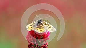 Pearl bordered fritillary, Boloria euphrosyne butterfly sitting on crimson clover, trifolium incarnatum spring flower blossom with
