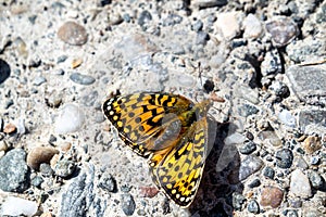 Pearl-bordered Fritillary Boloria selene resting on stones