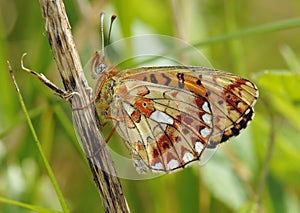 Pearl-bordered Fritillary Butterfly