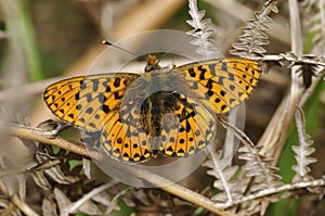 Pearl-bordered Fritillary Butterfly