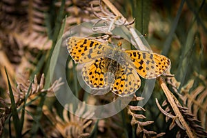 Pearl-bordered Fritillary butterfly, Boloria euphrosyne