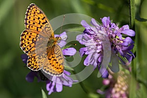 Pearl-bordered fritillary butterfly gathering nectar