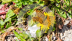 Pearl-bordered fritillary butterfly on a yellow flower