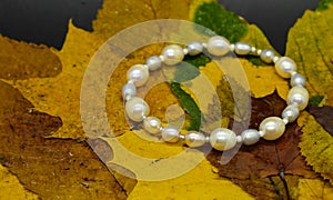 Pearl bracelet isolated on autumn foliage background. Wet leaves.